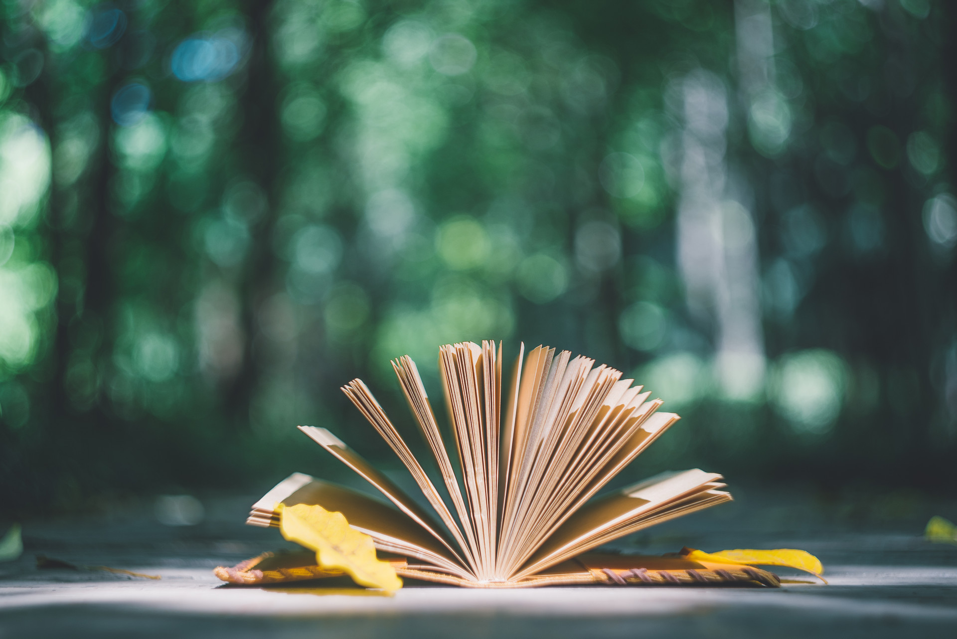 ��ͼ��_500465305_banner_Ҷ������־������ҵ���ã� (1).jpg